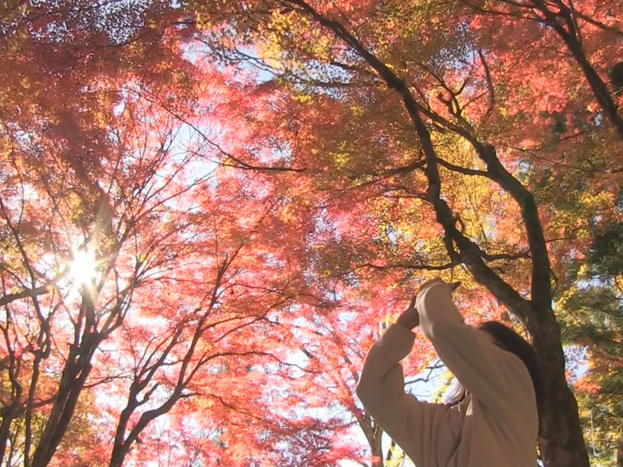 高山市の市街地に本格的な紅葉シーズンが訪れています。 高山市の日枝神社では、１０...