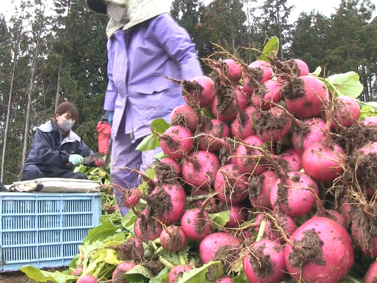 飛驒の伝統野菜で、漬物として人気の赤カブの収穫が、高山市の農園で行われています。...
