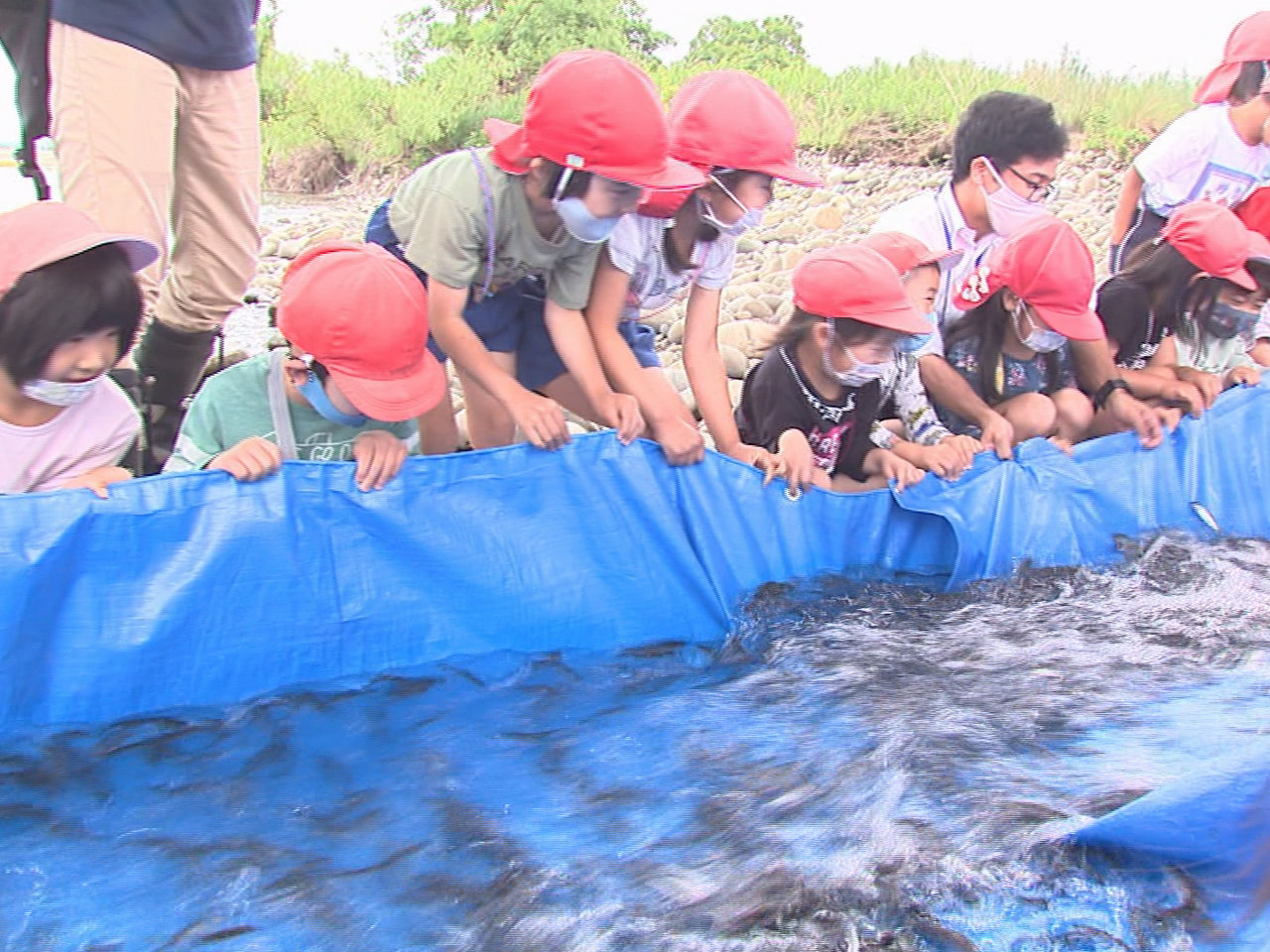 6月1日のアユ漁の解禁を前に、各務原市の木曽川で地元の子どもたちが稚鮎を放流しま...