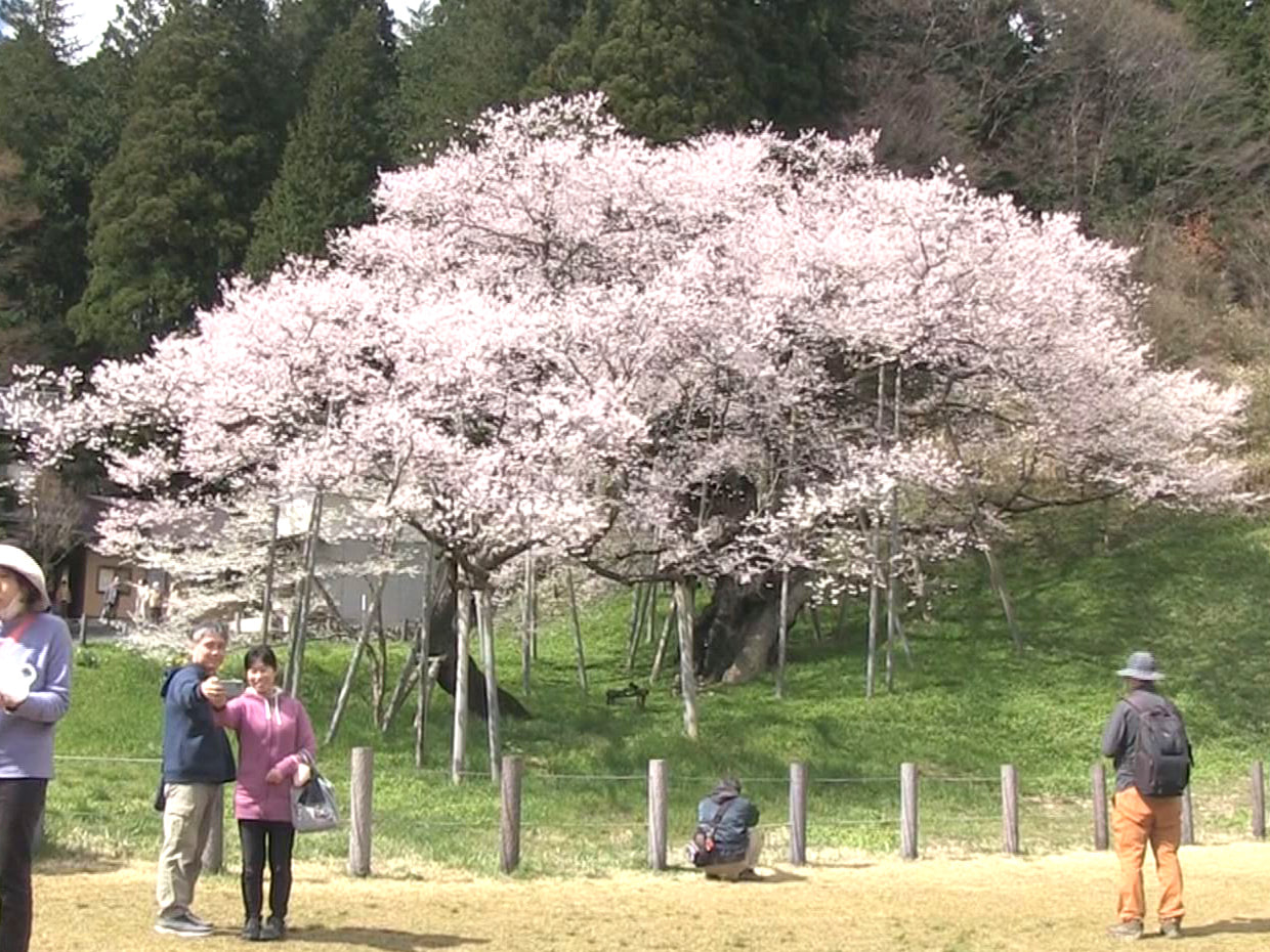 高山市一之宮町にある国の天然記念物「臥龍桜(がりゅうざくら)」が満開を迎え、岐阜...