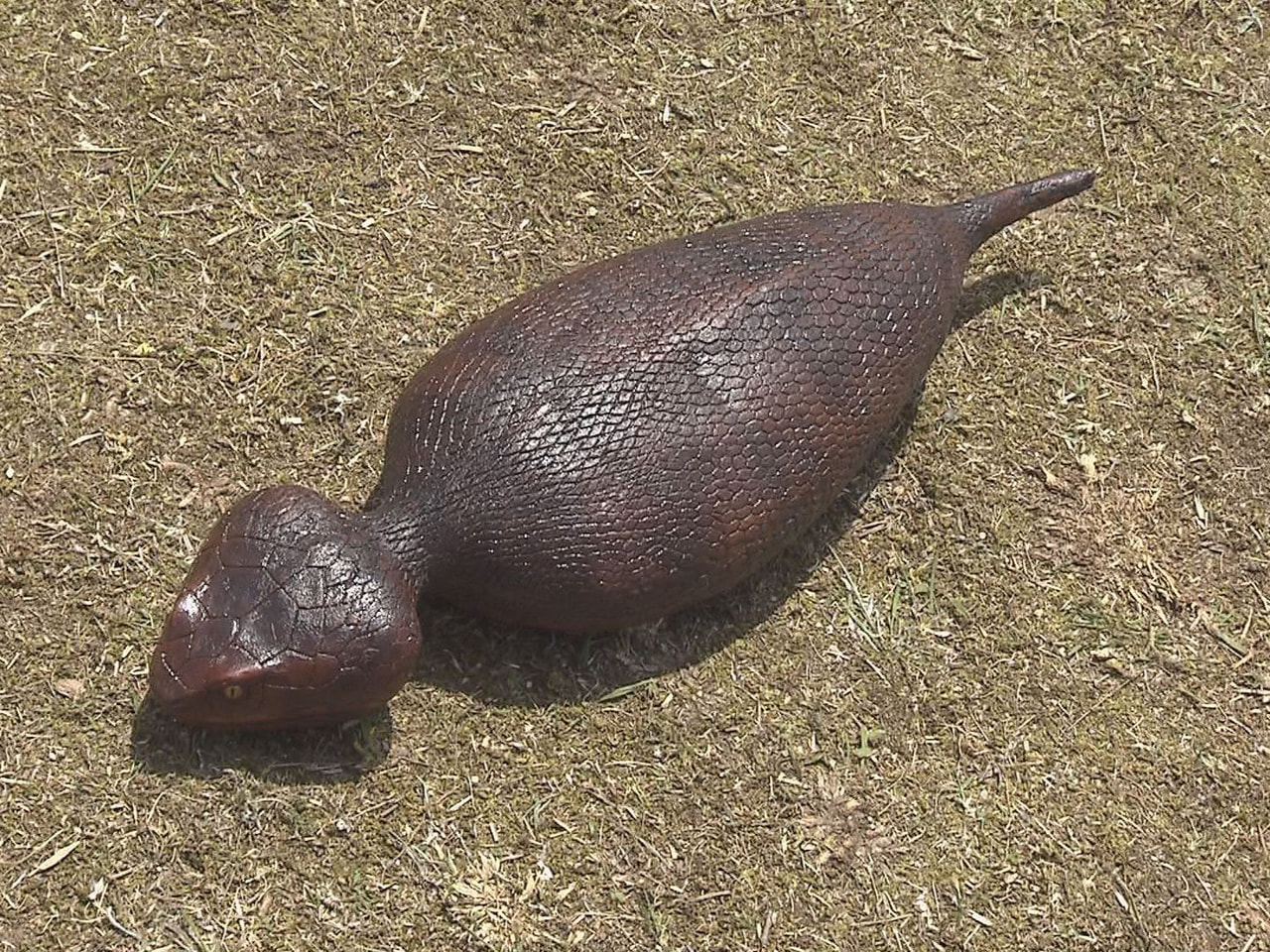 幻の生物 ツチノコを探す加茂郡東白川村の「つちのこフェスタ」が3日、4年ぶりに開...