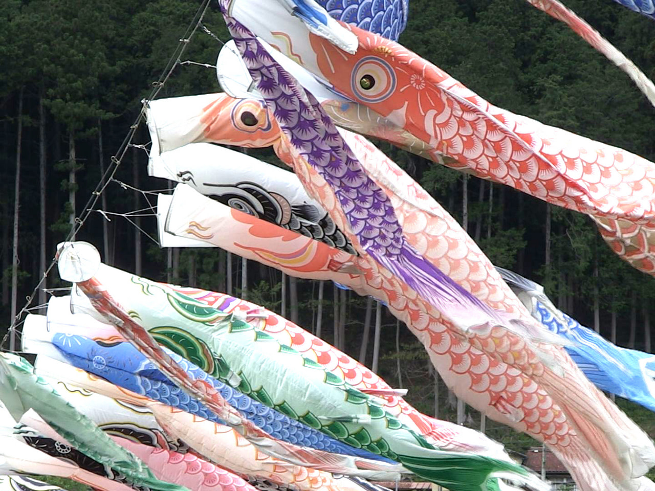 5月5日は「子どもの日」。美濃市下河和の旧洲原小学校に近い長良川に、約100匹の...