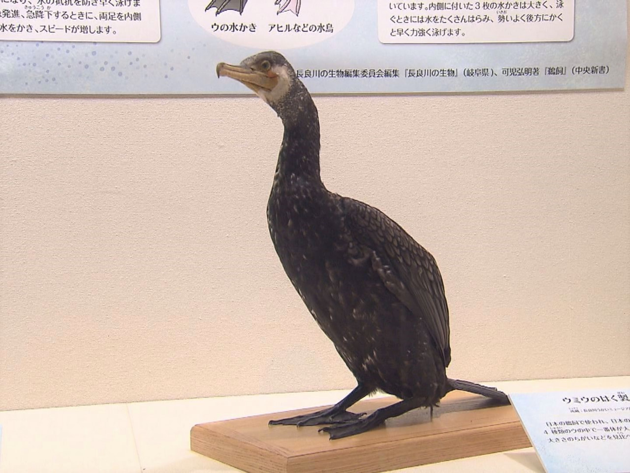 鵜飼でなじみのある鵜や鮎などをテーマにした展示が、岐阜市の長良川うかいミュージア...