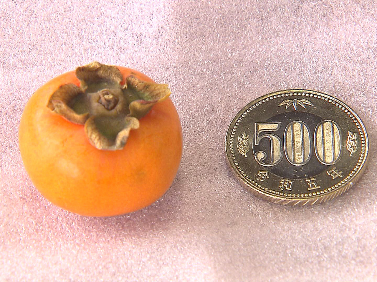 直径約３センチの一口サイズの柿「ベビーパーシモン」の出荷が８日から本巣市の農家で...