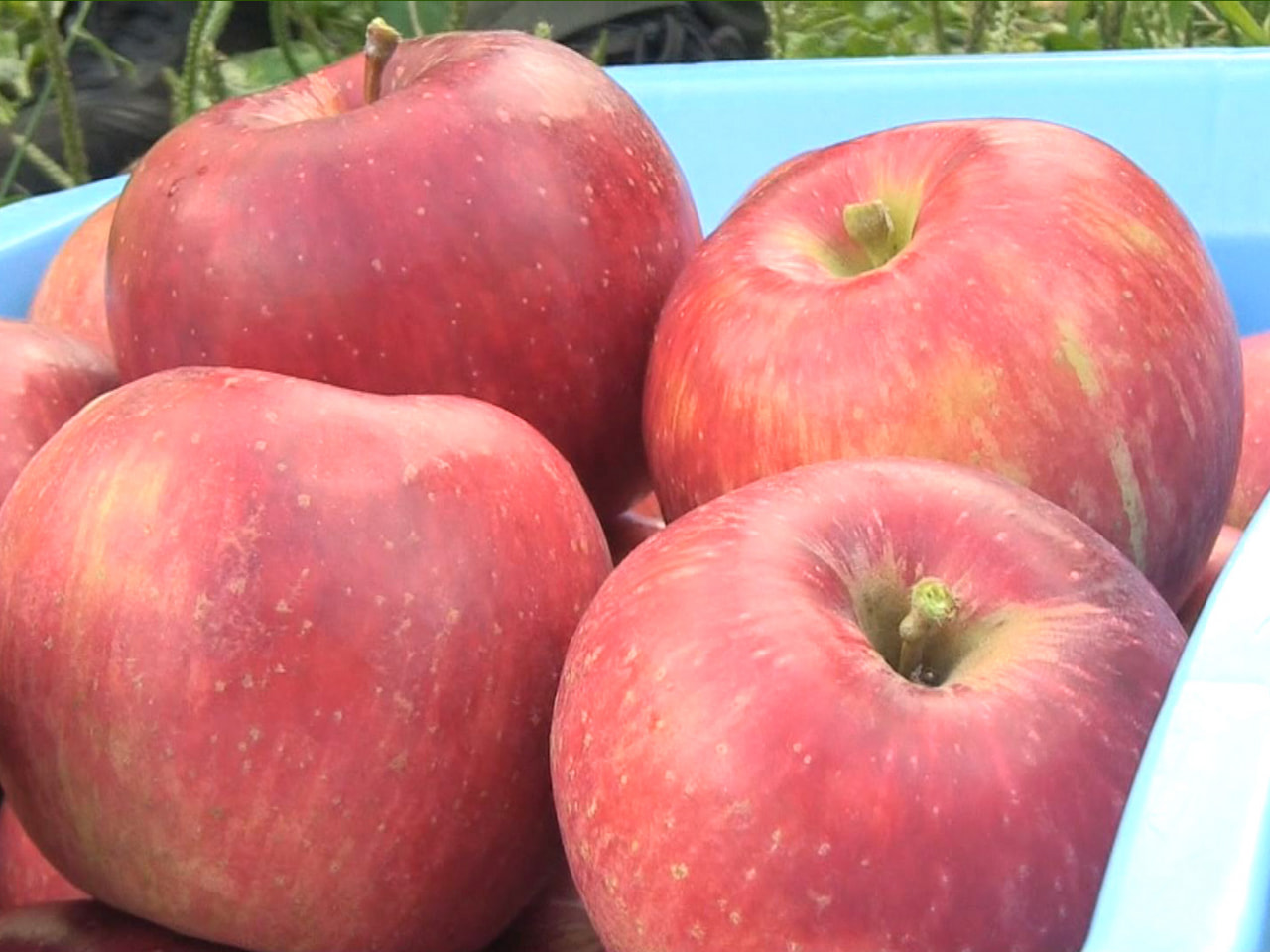 秋の味覚「飛騨りんご」の品種「サンつがる」の収穫が、高山市の果樹園で始まりました...