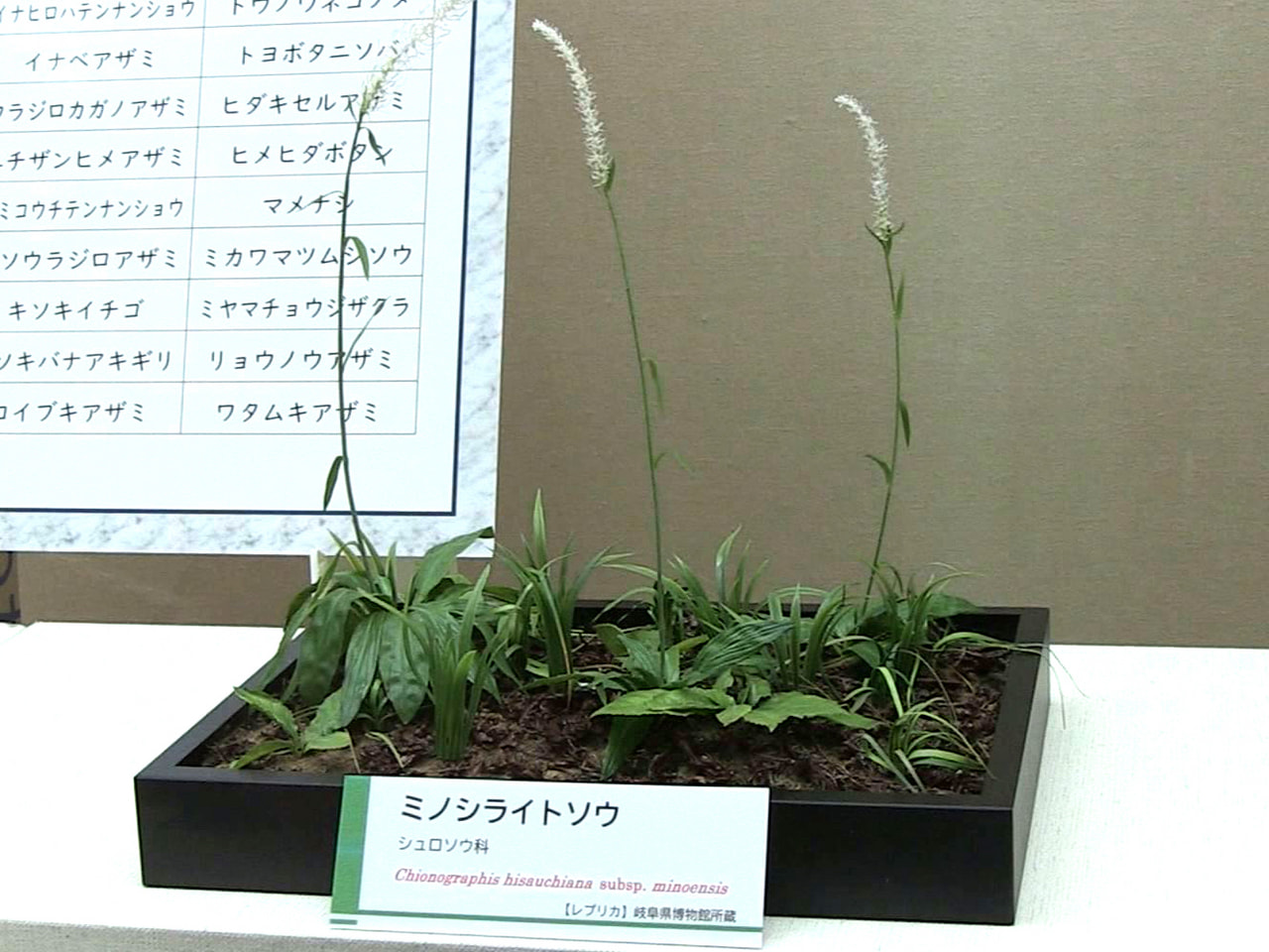 植物を中心に県内の豊かな自然について紹介する特別展が15日から関市の県博物館で開...