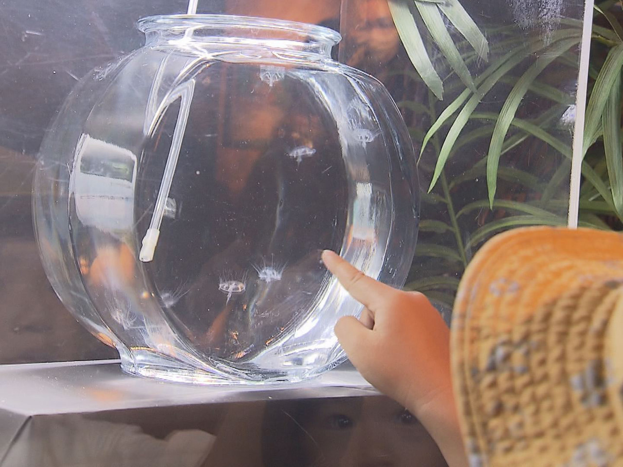 淡水に生息するマミズクラゲが各務原市の世界淡水魚園水族館「アクア・トトぎふ」で1...