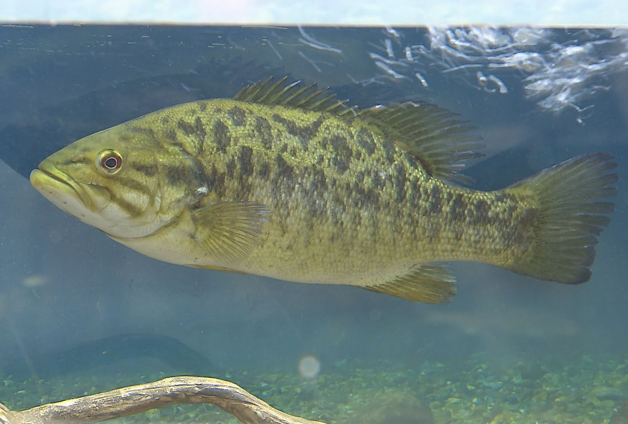 各務原市の水族館で、特定外来生物に指定されている「コクチバス」の展示が行われてい...