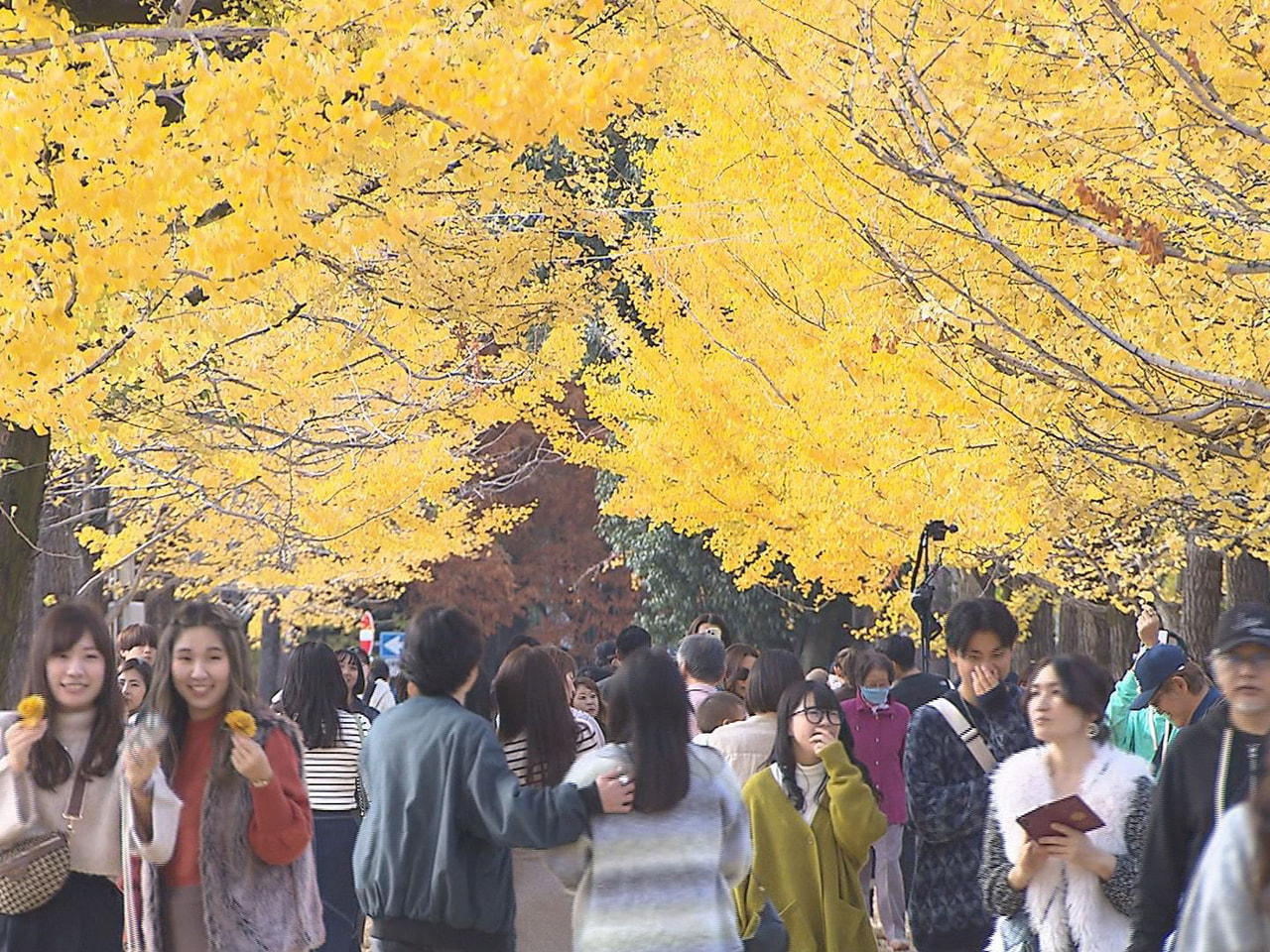 各務原市の学びの森プロムナードで、イチョウ並木が黄色に色づき、見頃を迎えています...