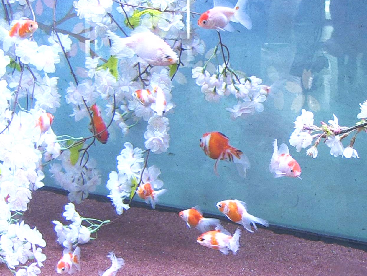 桜の季節に合わせて各務原市の水族館では名前に「桜」がついた金魚の展示が行われてい...