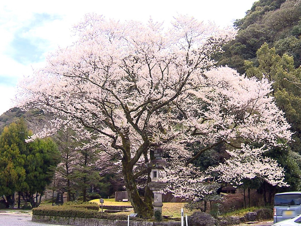 岐阜市の岐阜護国神社で早咲きの鵜飼桜が満開となっていて、訪れた人たちを楽しませて...
