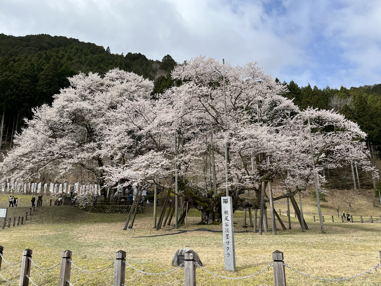日本三大桜の一つで国の天然記念物に指定されている本巣市の淡墨桜が満開を迎え、優美...