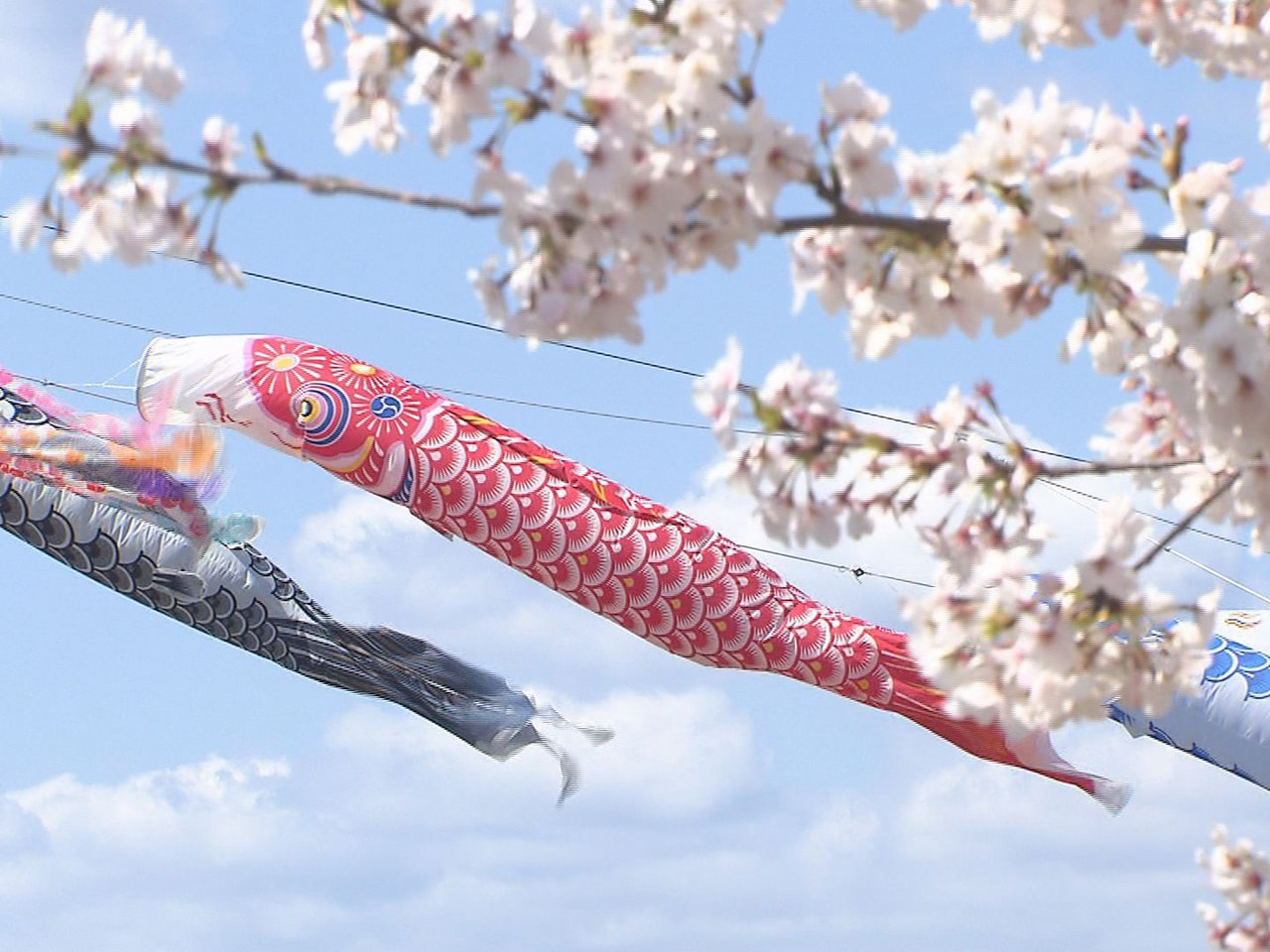 関市を流れる津保川に こいのぼりがお目見えし、訪れた人たちが見頃を迎えた桜との共...