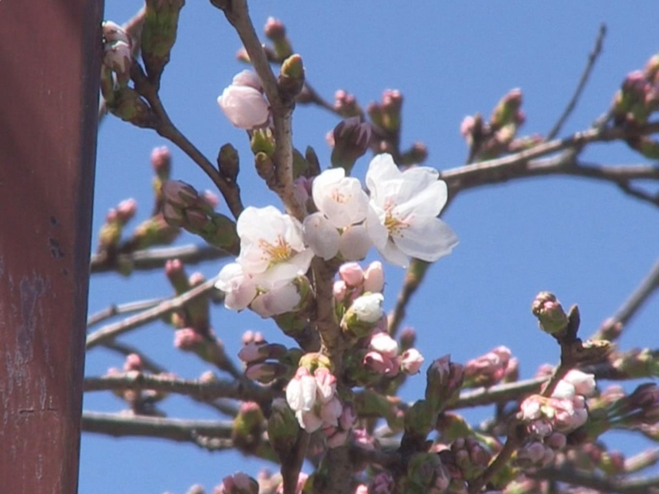 高山市で、市が基準木としている中橋のソメイヨシノが開花しました。 開花は去年より...