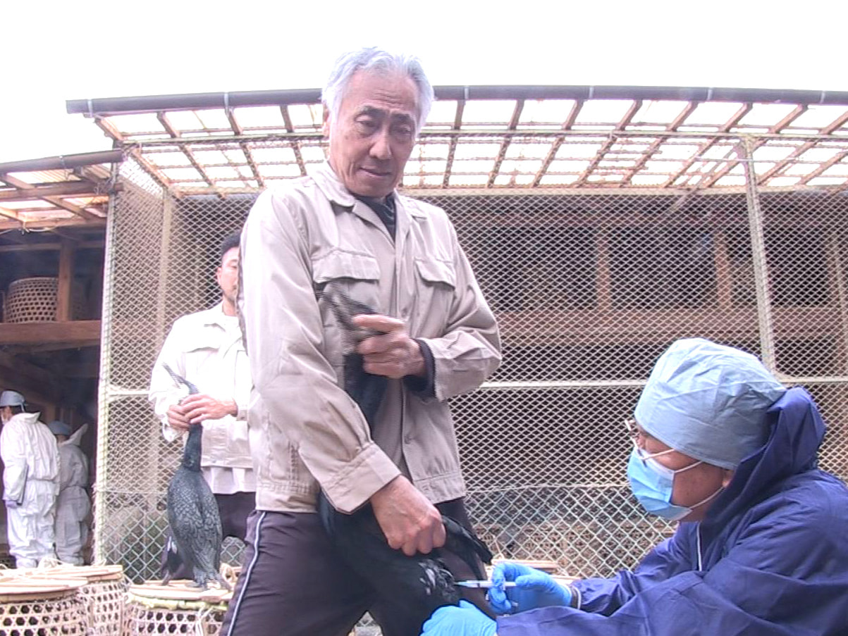 ５月開幕する岐阜市の長良川鵜飼を前に１１日、鵜の検診が行われました。 鵜の検診は...