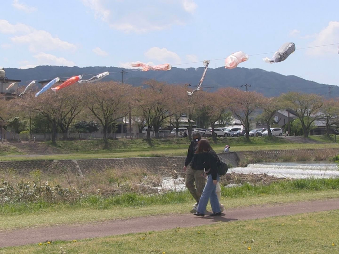 不破郡垂井町では大小さまざまなこいのぼり約３００匹が掲げられ、風を受けて元気に泳...