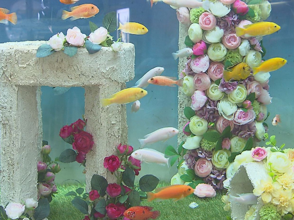 バラの花をテーマにしたユニークな水槽が各務原市の水族館で企画され、来場者の関心を...
