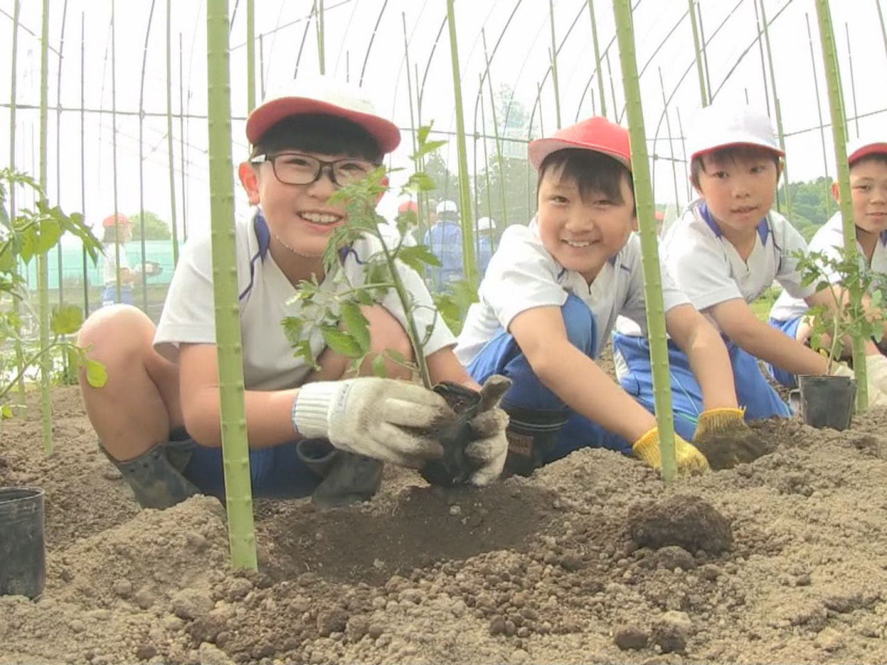 地域特産のトマトについて学ぶ高山市の小学校で、児童らが地元農家に習って苗植えを行...