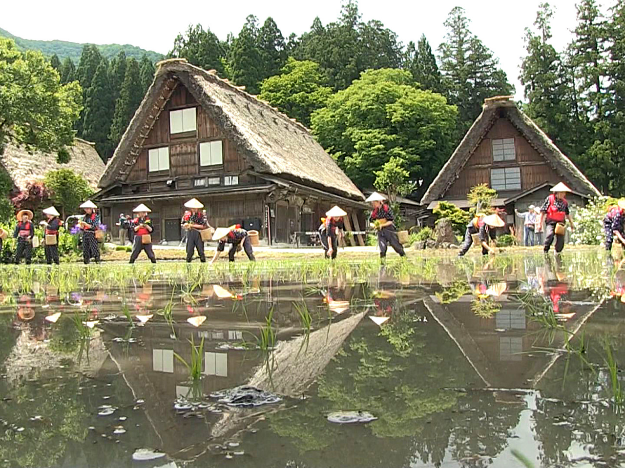 世界遺産白川郷の合掌造り集落で２８日、「白川郷田植え祭り」が行われ、早乙女姿の女...