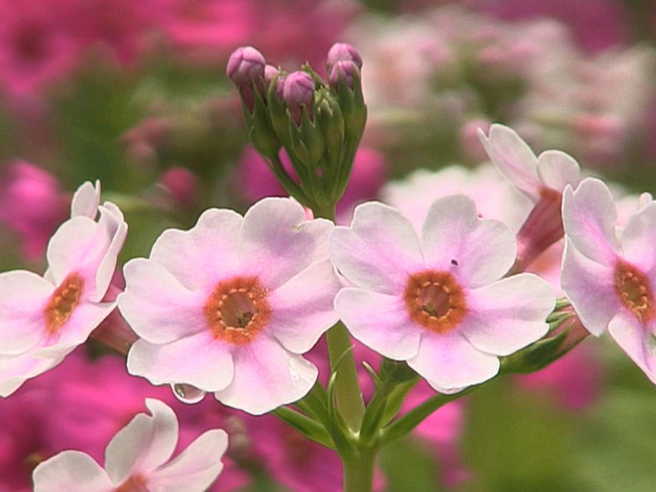 高山市の県立自然公園にある四十八滝 山野草花園「花の森」で、クリンソウの色とりど...
