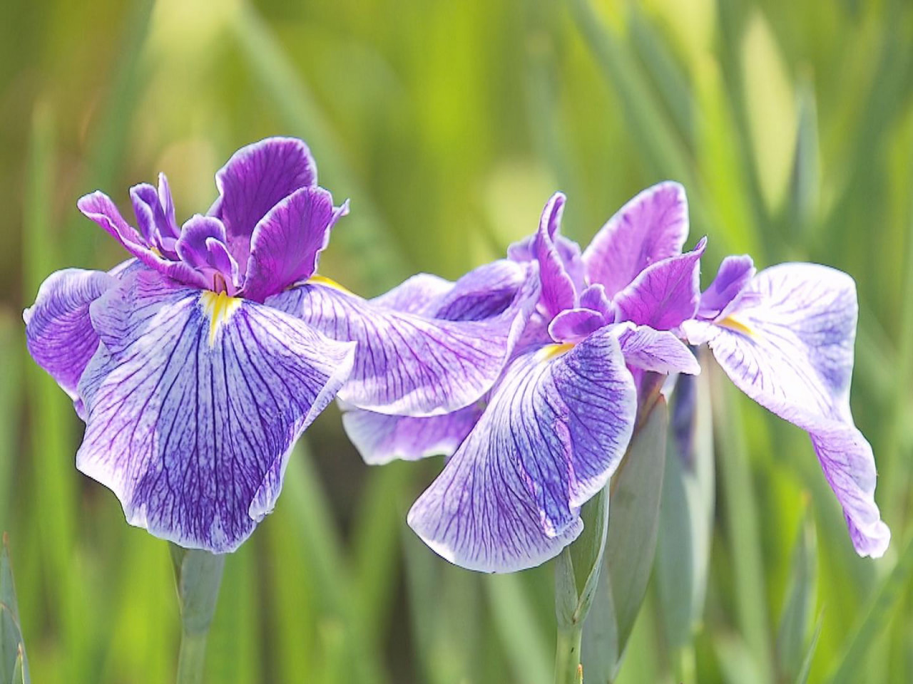 ハナショウブの名所として知られる大垣市の曽根城公園で色とりどりの花が咲き始め、来...