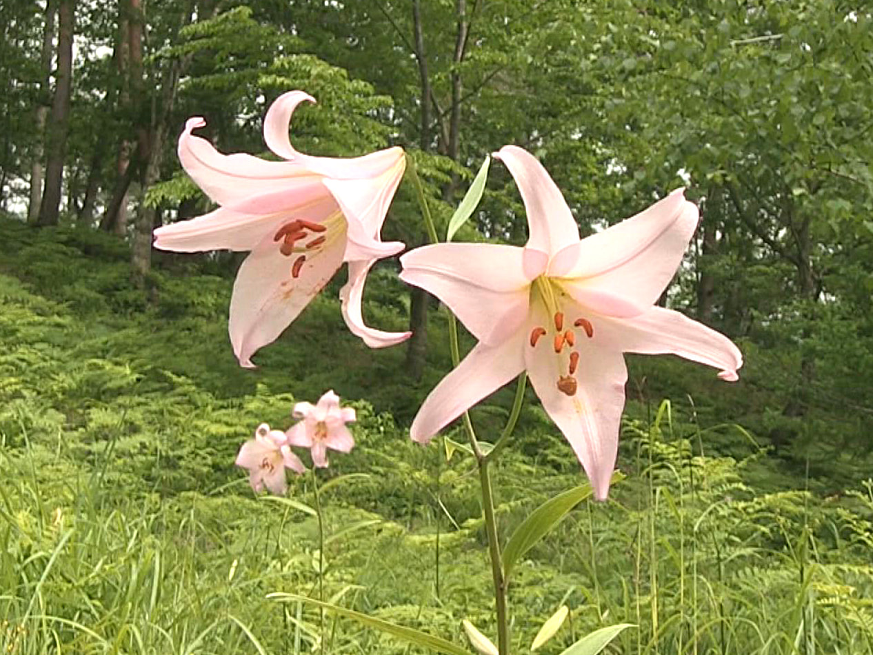 高山市でササユリが見頃を迎え、美しく可憐な花が訪れた人を魅了しています。 高山市...