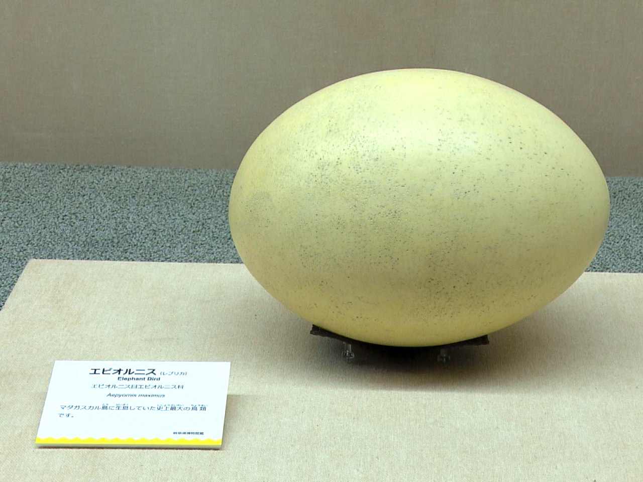 岐阜県博物館では卵を通じて鳥類の生態について学ぶ企画展が開かれていて、来館者の注...