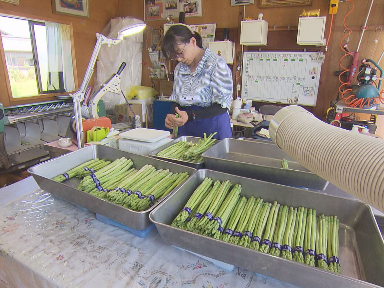 岐阜県羽島市の特産、「羽島アスパラガス」の収穫が最盛期を迎えています。 JAぎふ...