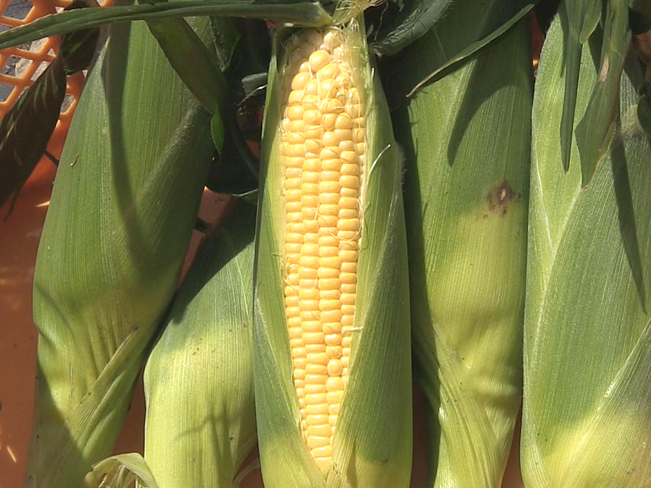 コバ☆岐阜県高山発☆引取限定☆運搬車 薪割り Wタイヤ 造園 農業 運搬車 電動 四輪 コンテナ ハウスカー エコキャリア21 エネトラ4