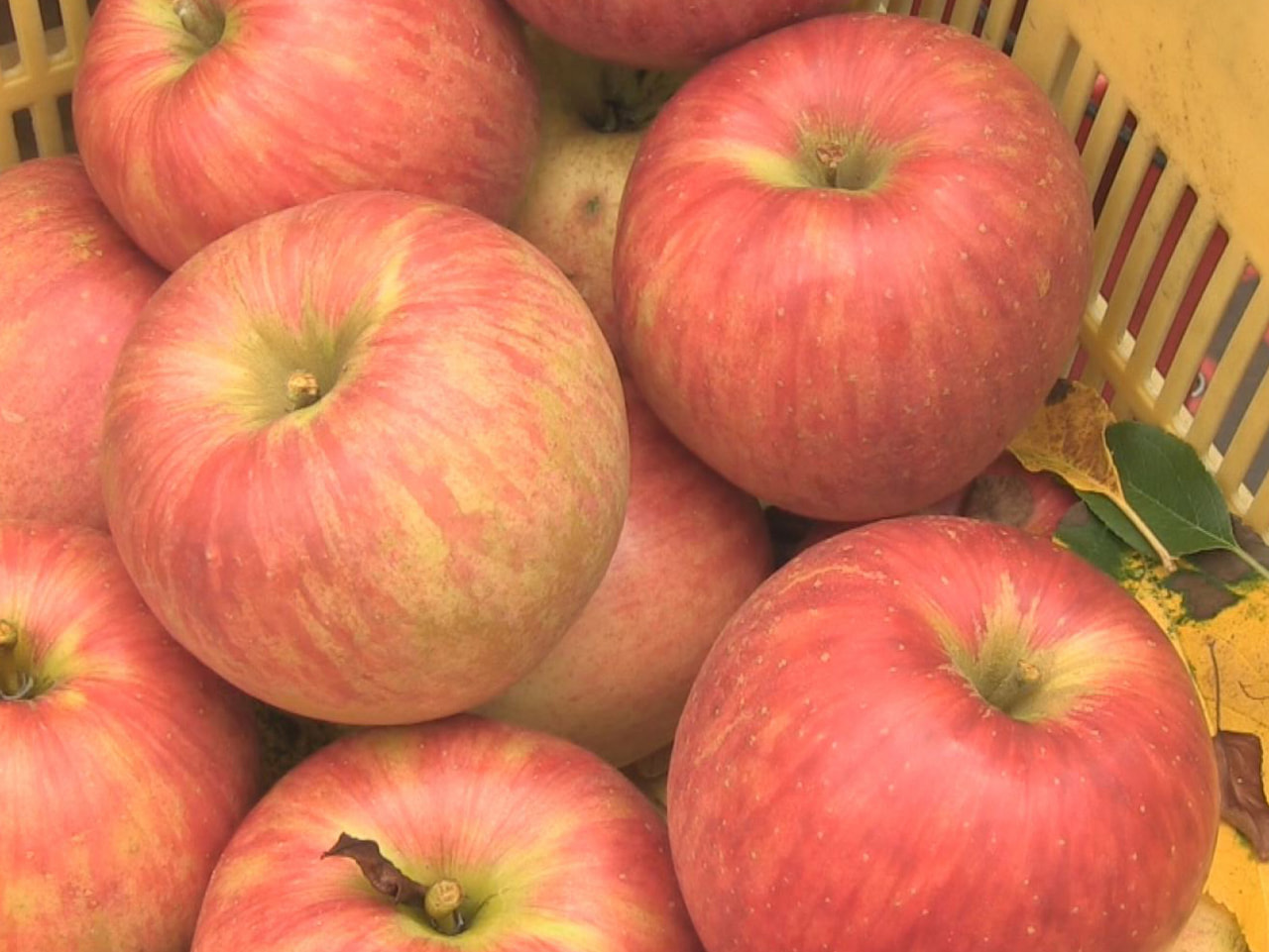 高山市で飛騨りんごの収穫 秋の味覚｜ニュース｜ぎふチャン｜岐阜放送