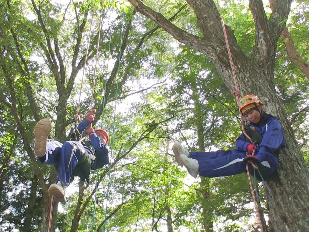 高山市の朝日中学校の生徒が地域の自然とふれあうツリークライミングに挑戦しました。...