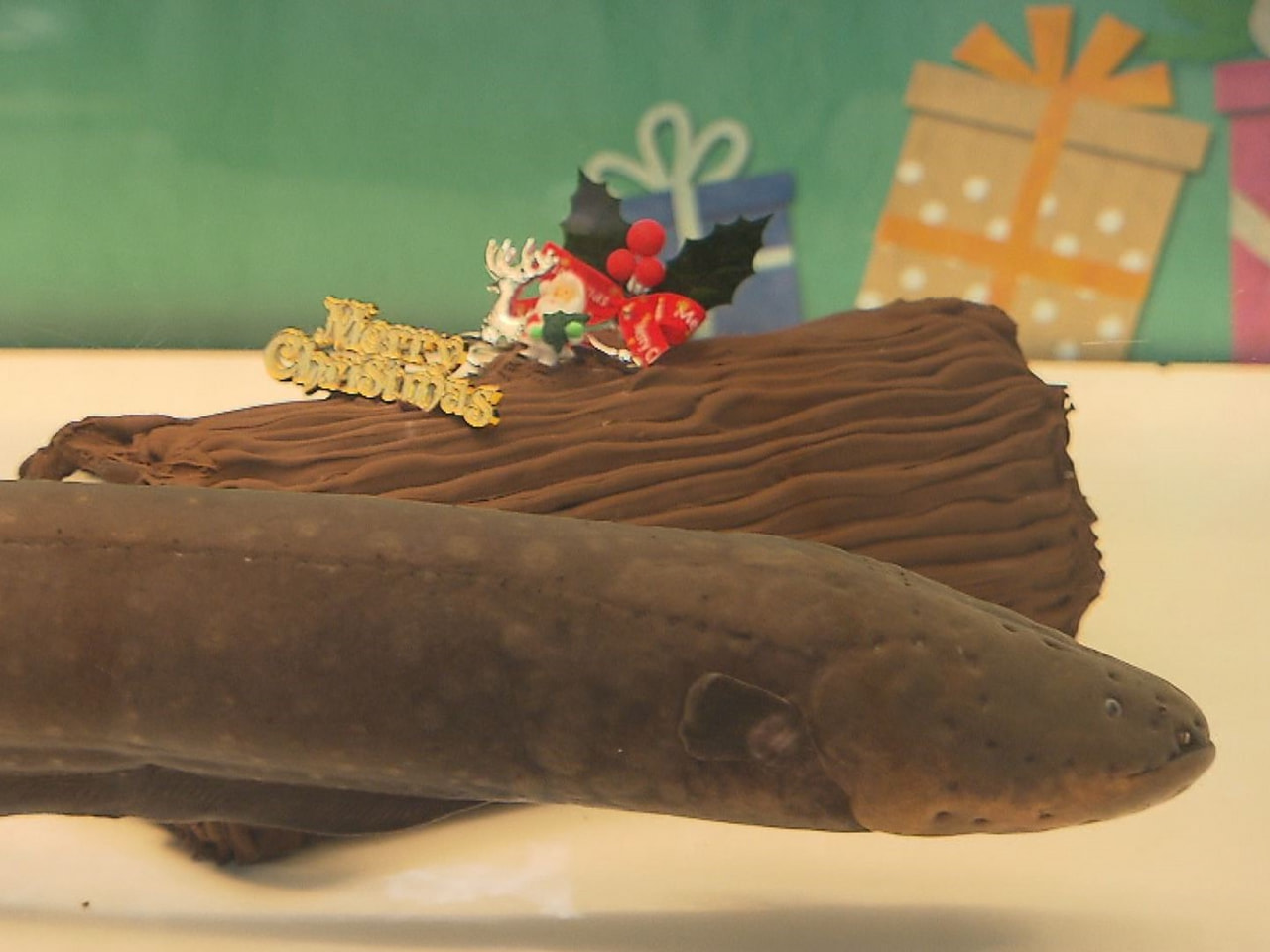 岐阜県各務原市の水族館にデンキウナギの放電に反応してクリスマスツリーが光るテーマ...