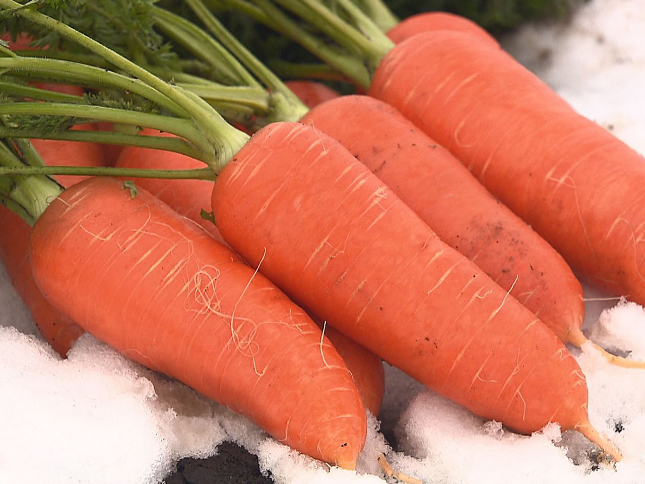 全国的にも珍しい二期作で知られる「各務原にんじん」の冬の収穫が最盛期を迎えていま...