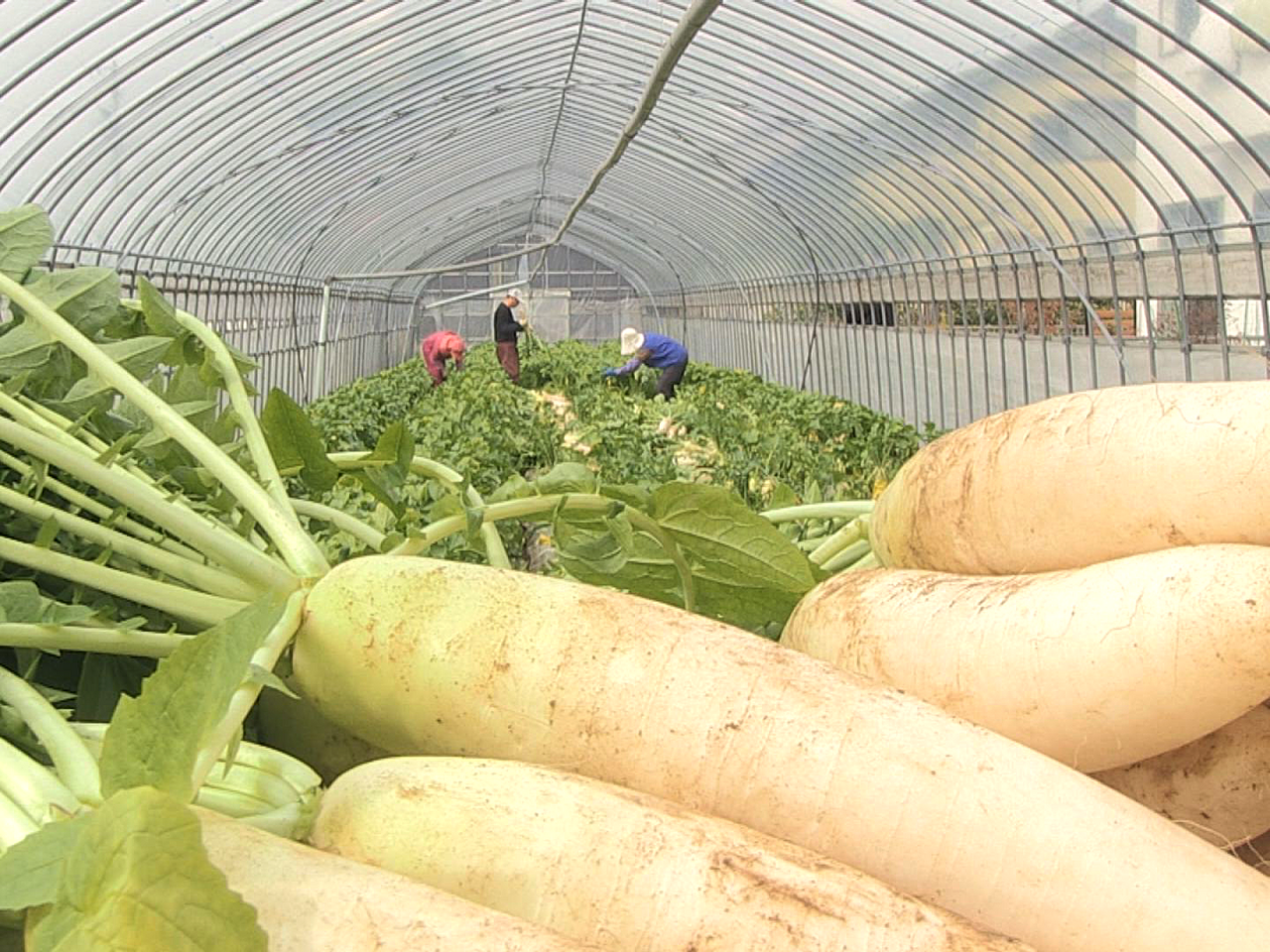甘みが強く、みずみずしい岐阜市の特産「春ダイコン」の収穫作業が始まっています。 ...