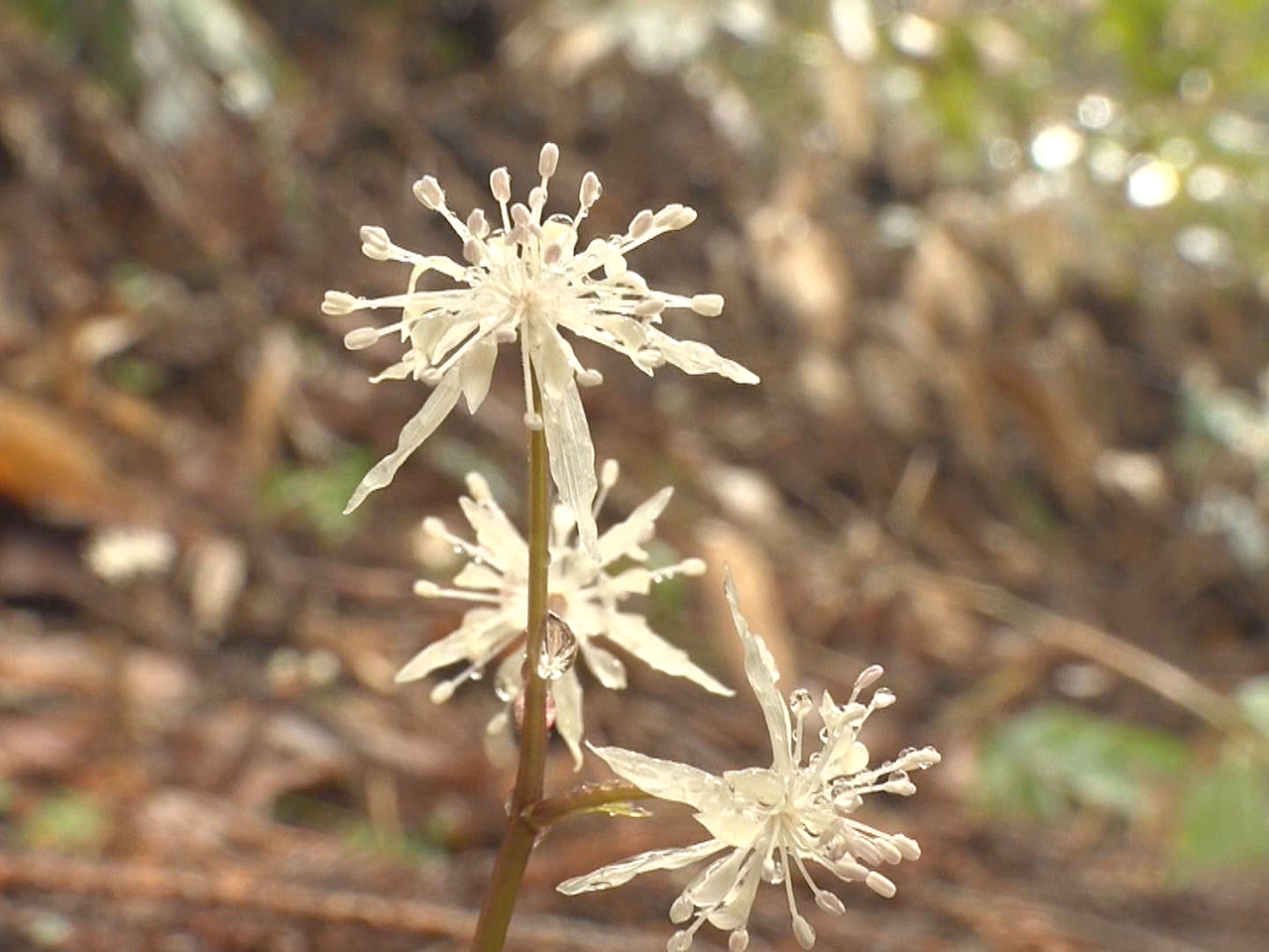 高山市の城山公園で、春の訪れを告げる「セリバオウレン」が咲き始めています。 公園...