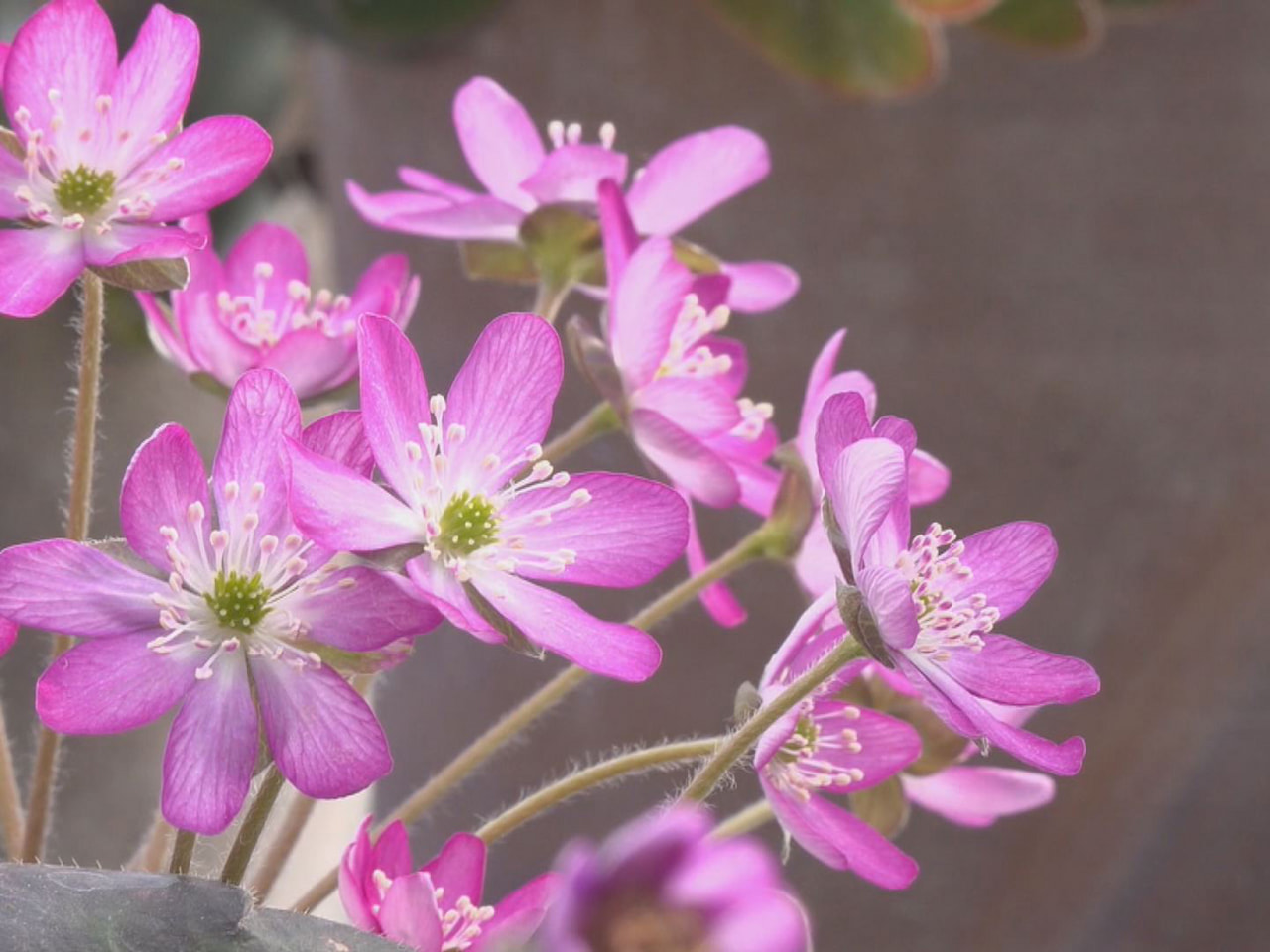 雪解けとともに色鮮やかに咲く「ユキワリソウ」が岐阜県飛騨市神岡町で見ごろを迎え、...