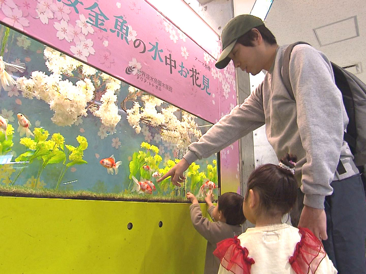 お花見イメージ、桜金魚ひらひら 「アクア・トトぎふ」のテーマ水槽