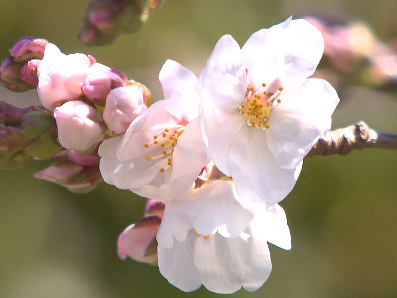 岐阜地方気象台は１６日、全国のトップを切って岐阜市での桜の開花を発表しました。 ...