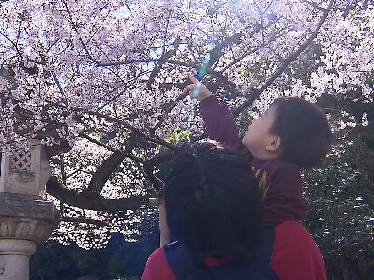 長良川沿いの岐阜護国神社 岐阜市の鵜飼桜 見ごろ迎える｜ニュース
