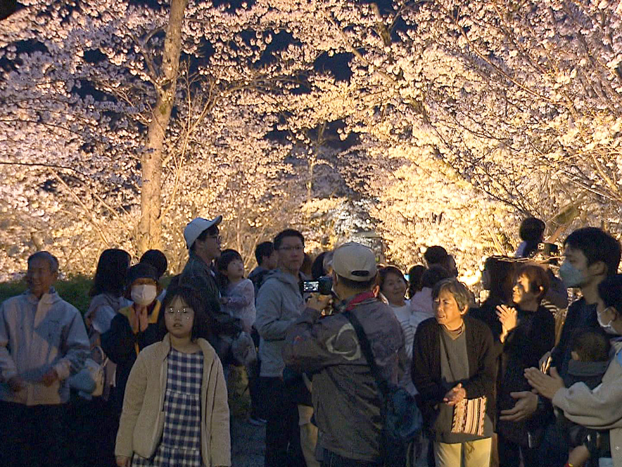 岐阜市の長良川右岸にある堤防沿いの桜並木で恒例のライトアップが２８日から始まり、...