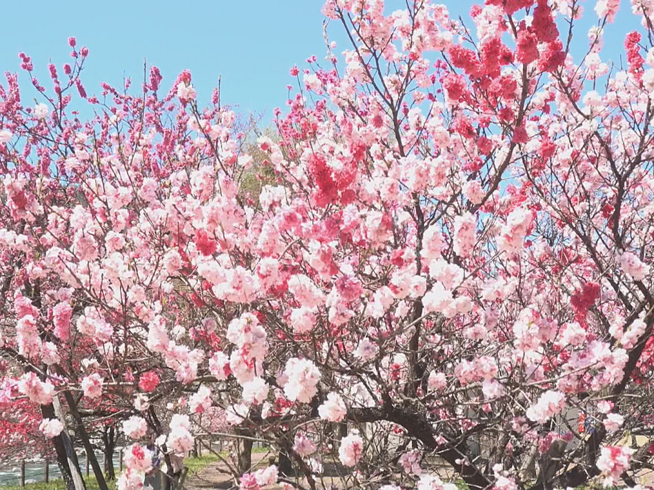 下呂市小坂町では色鮮やかなハナモモが見頃を迎え、訪れる人の目を楽しませています。...