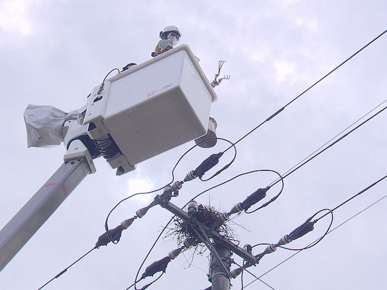 停電を引き起こす原因にもなる電柱に作られたカラスの巣の撤去作業が２１日、本巣市内...