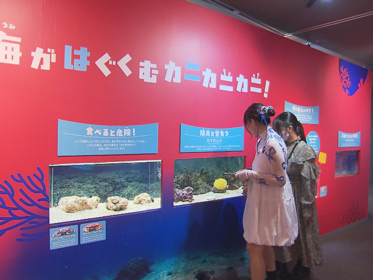 お花見イメージ、桜金魚ひらひら 「アクア・トトぎふ」のテーマ水槽