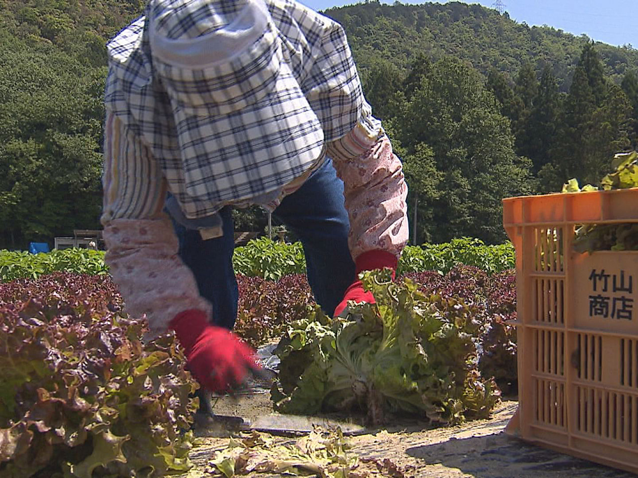 ＪＡぎふは、農作業を気軽に体験できるシェア農業「Ｃｈｏｉ農！」を本格始動します。...