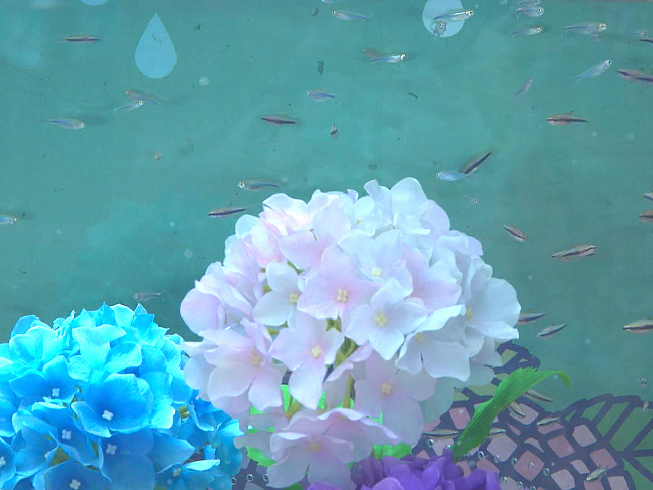 梅雨の時期を前に、岐阜県各務原市の水族館で「あじさい」をテーマにした水槽が訪れた...