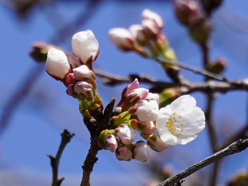 岐阜地方気象台は１６日午前、「岐阜でサクラが開花した」と発表しました。平年より９...