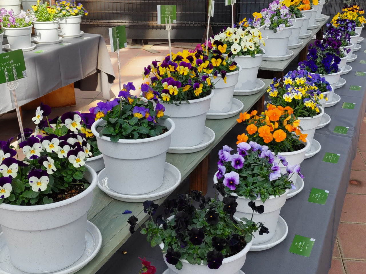 約６００品種のパンジー・ビオラを集めた「パンジー・ビオラの世界展～十人十色のパン...