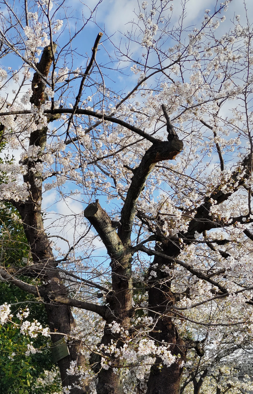 伊東大川水系の植物｜しずおか河川ナビゲーション