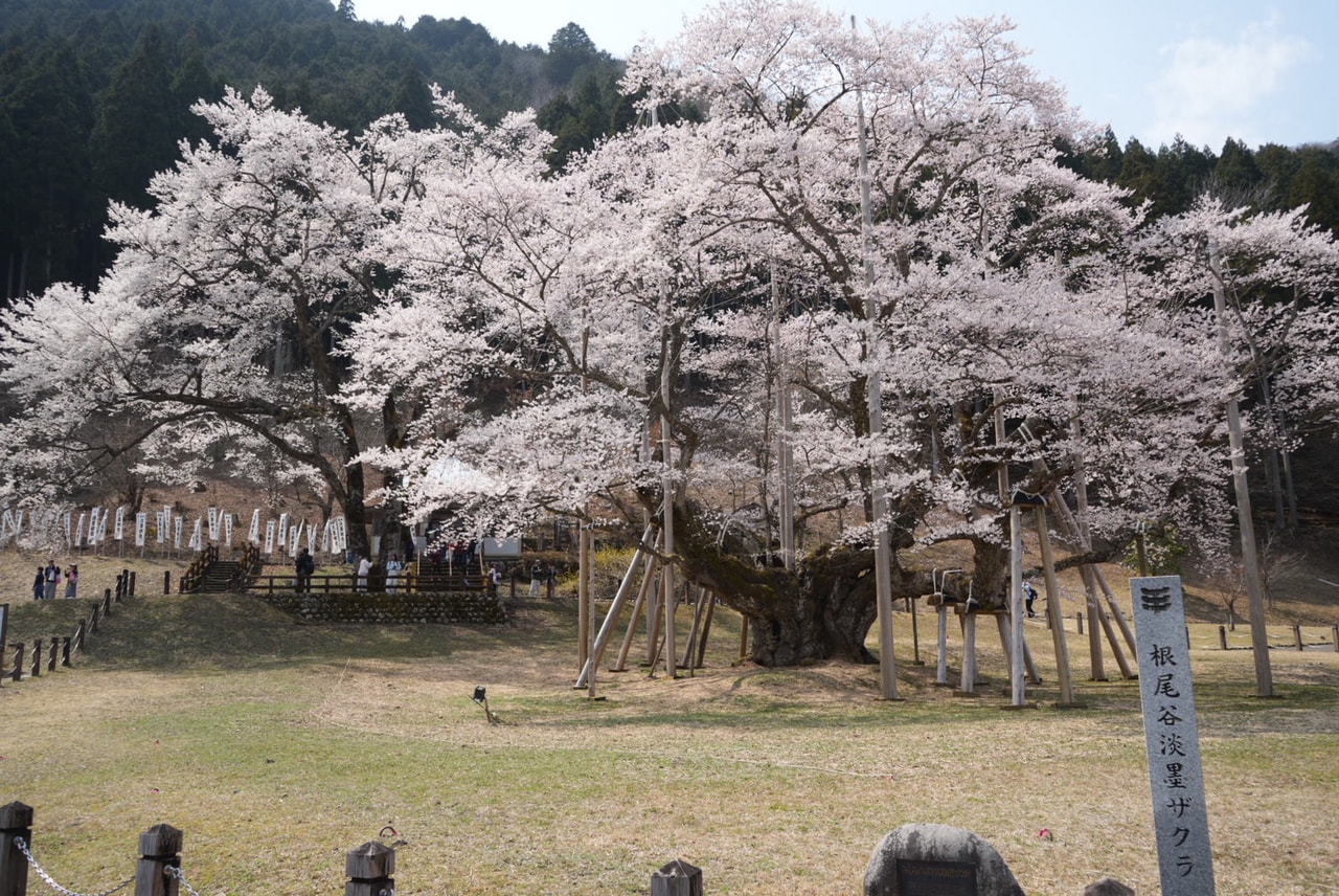 日本三大桜に数えられる本巣市根尾板所の国の天然記念物の淡墨桜が見ごろを迎えていま...