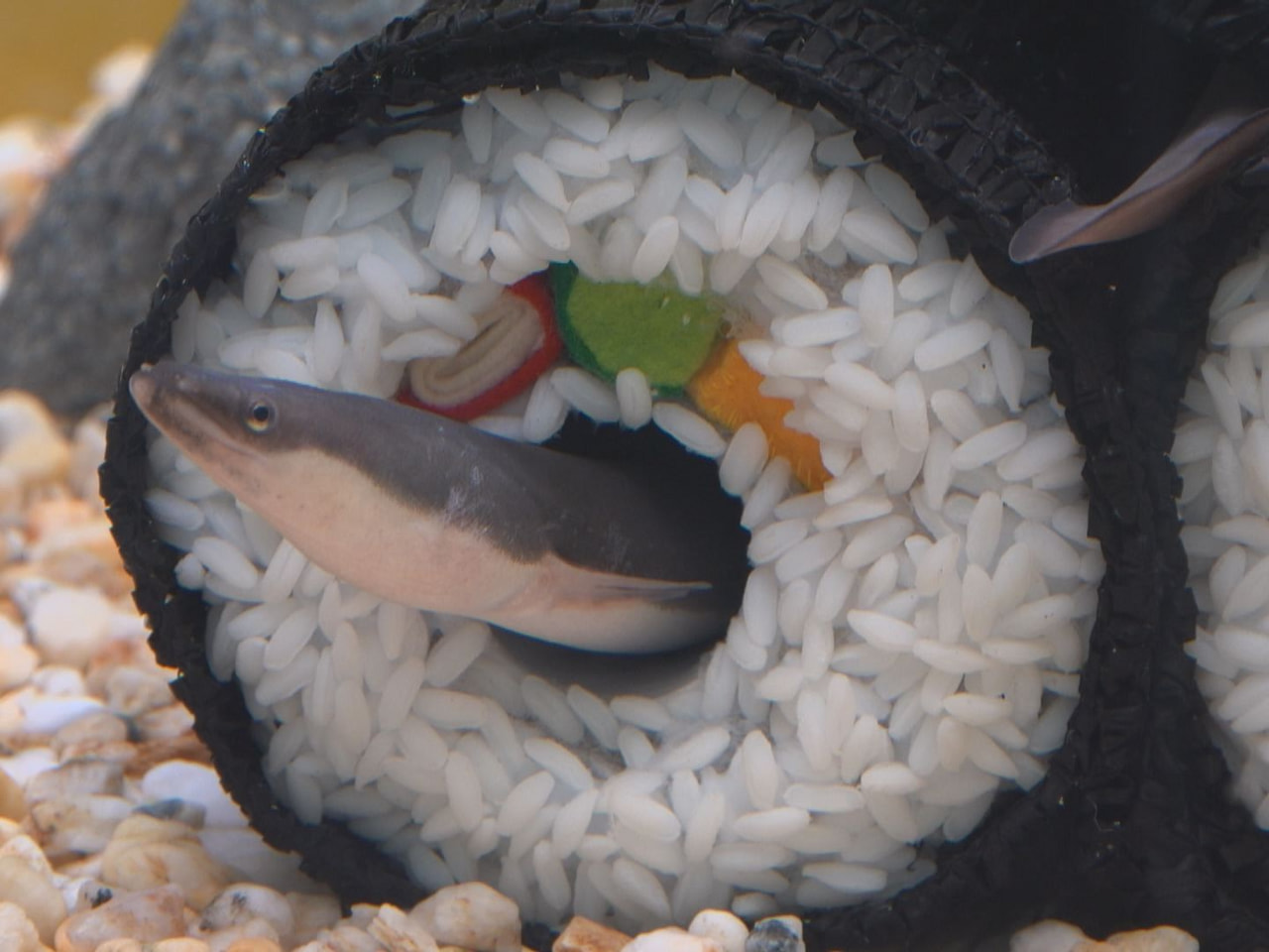 ２月３日の節分を前に各務原市の水族館では節分にぴったりのテーマ水槽が訪れた人を楽...